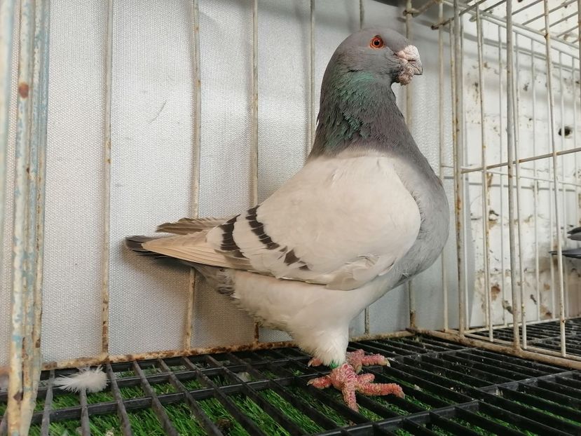 2019 - Matca masculi 2021