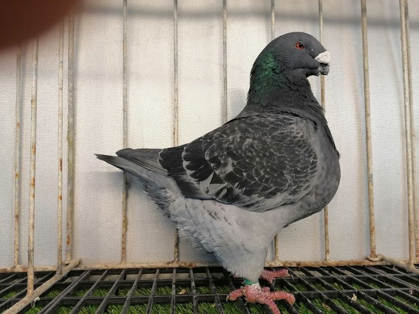 2019 - Matca masculi 2021