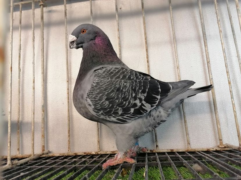 2018 - Matca masculi 2021