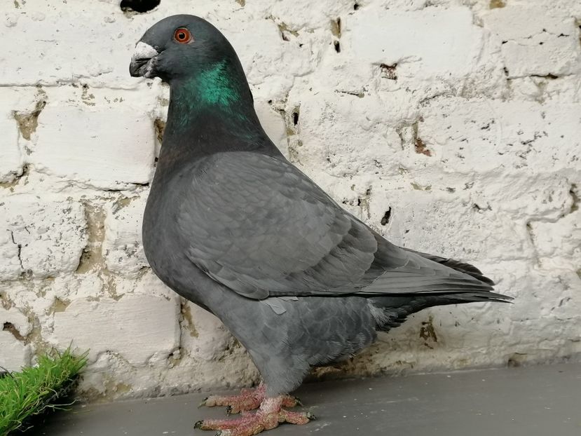 2020 - Matca masculi 2021