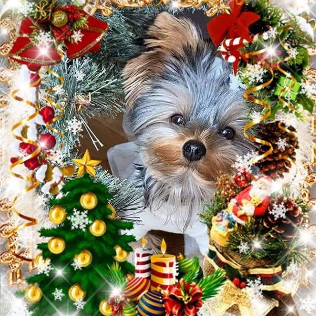 Crăciun fericit! - Z- Căciun fericit și La mulți ani