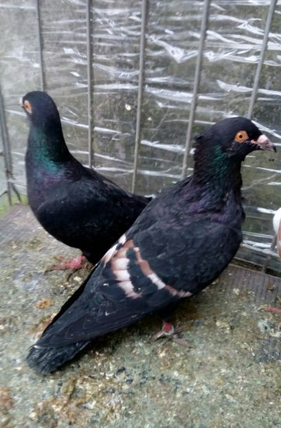  - porumbei culori deosebite