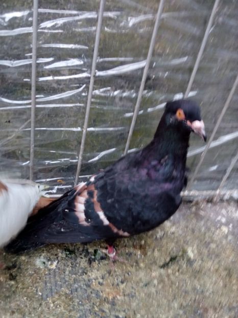  - porumbei culori deosebite