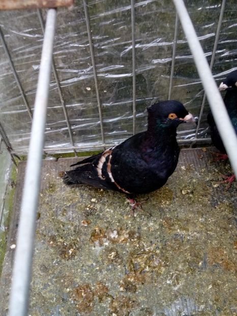  - porumbei culori deosebite