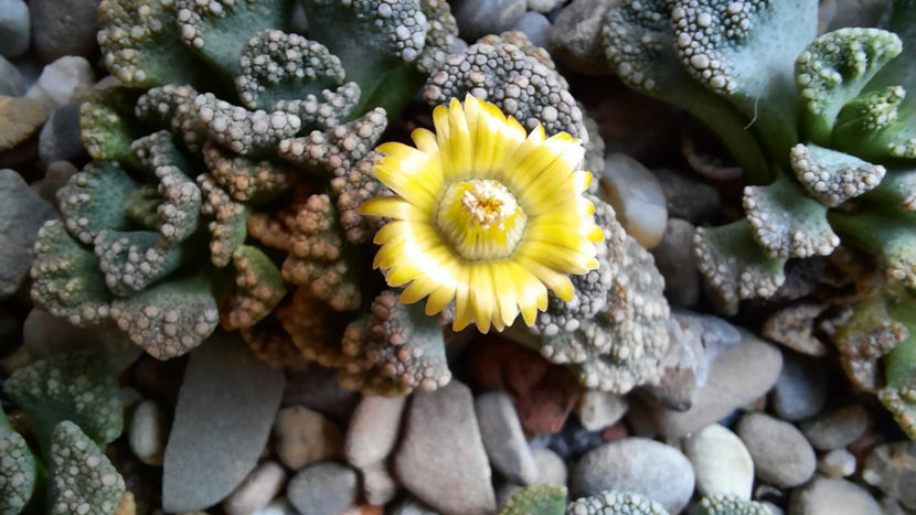  - Titanopsis calcarea