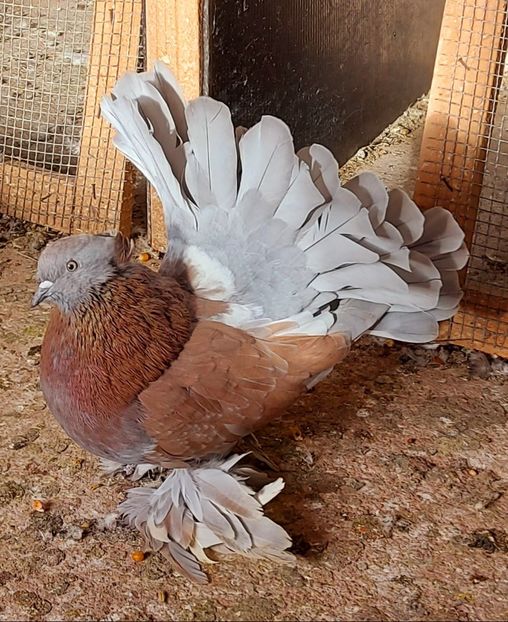  - Voltati indieni matca 2021