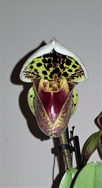  - Paphiopedilum