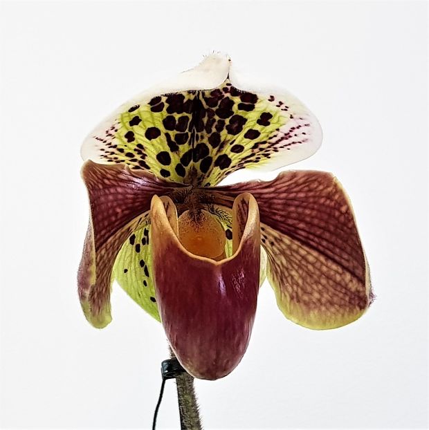  - Paphiopedilum