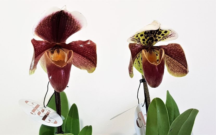  - Paphiopedilum