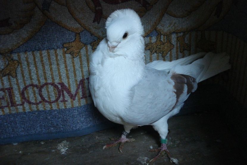 m 539-2016 - poze cu matca 2021