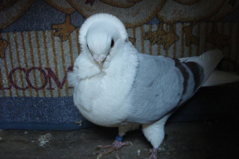 m 18634-2012 - perechile 2021