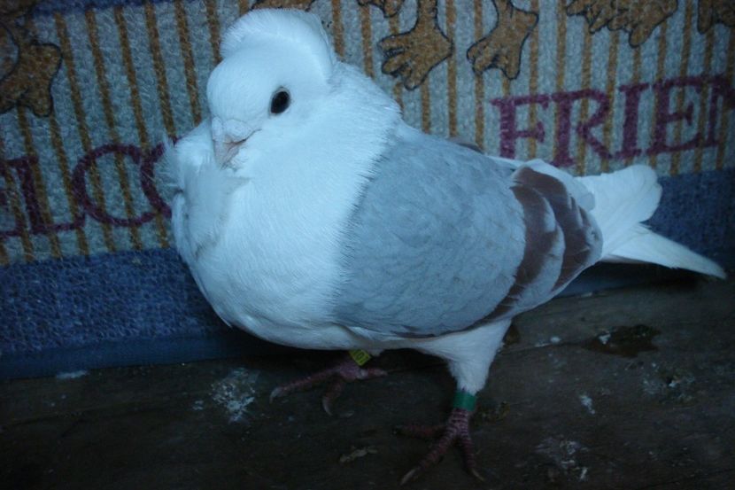 m 107-17 dan sb - toamna 2020-primavara 2021