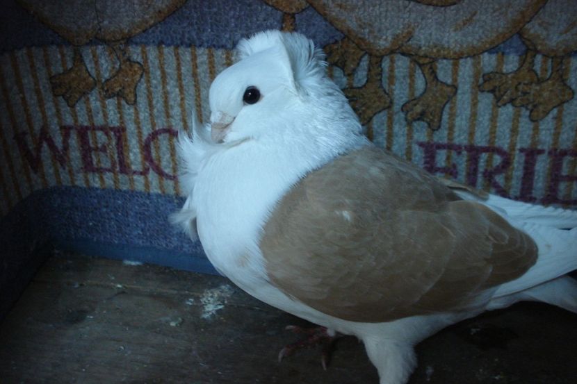 m 184-20 matca. mm il m - toamna 2020-primavara 2021