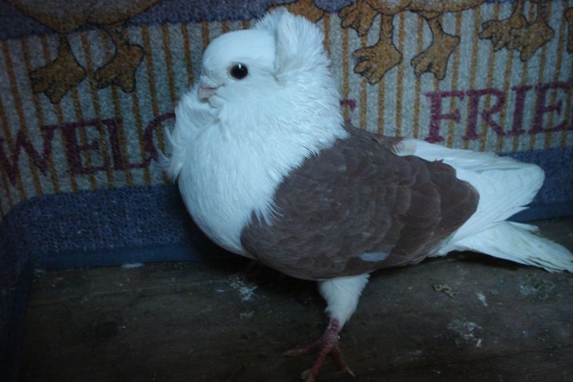 m 18619-12 - perechile 2021