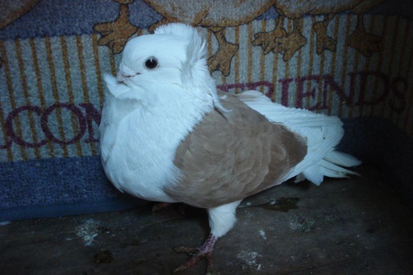 m 5124-2010 - perechile 2021