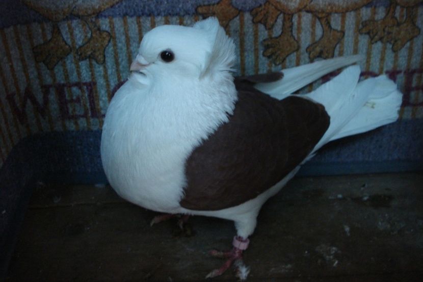 f 230-19 - perechile 2021