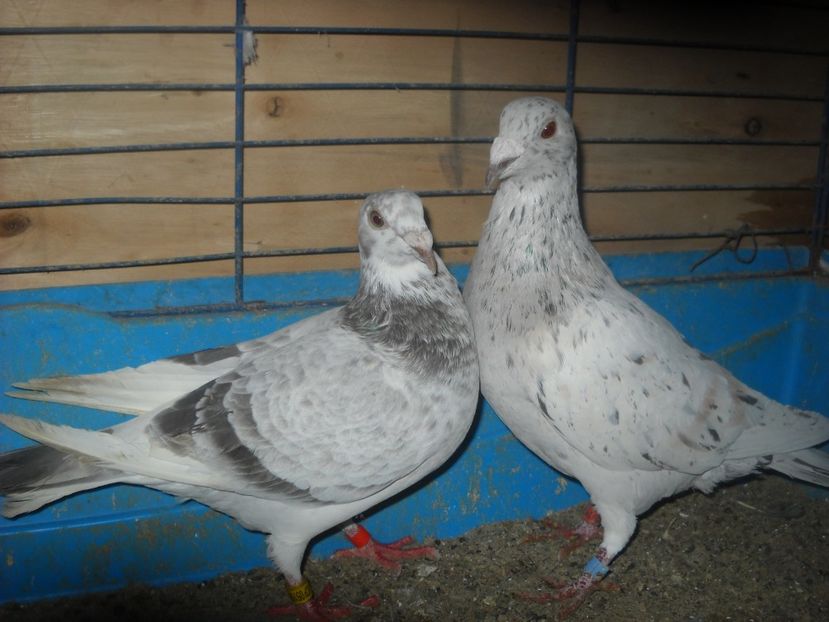  - PORUMBEI VANDUTI 2