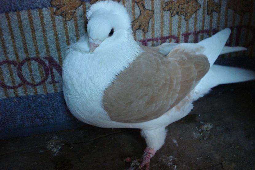 f 219-19 - perechile 2021