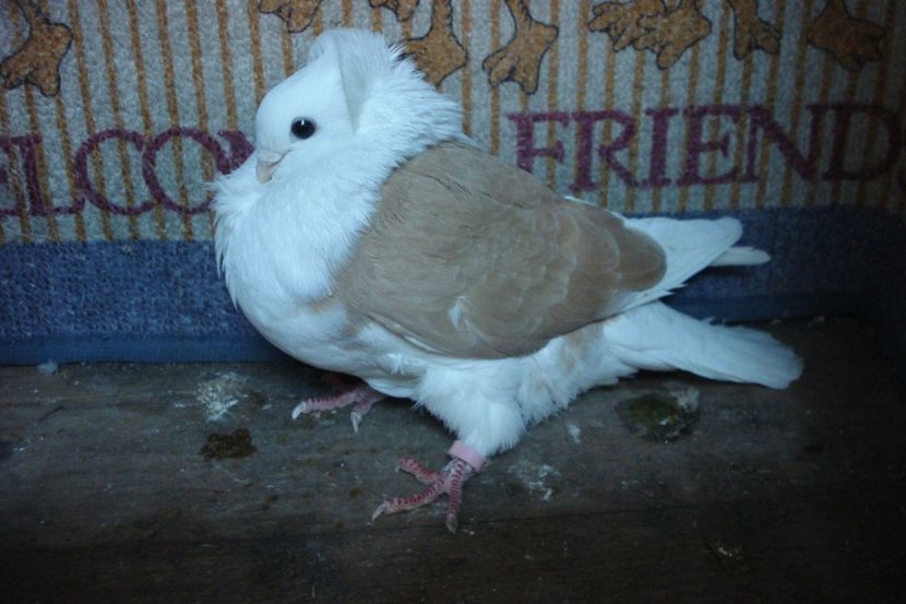 f 223-19  florin is - toamna 2020-primavara 2021