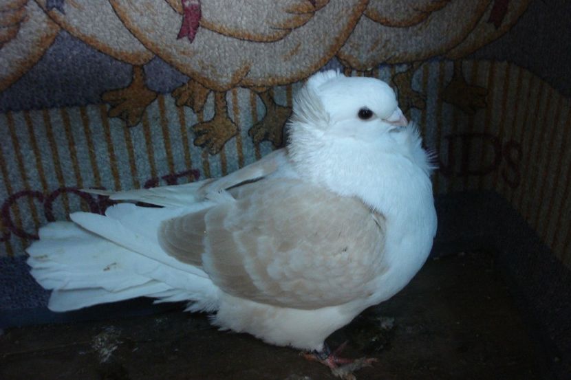 f 106 -20 /8 - perechile 2021