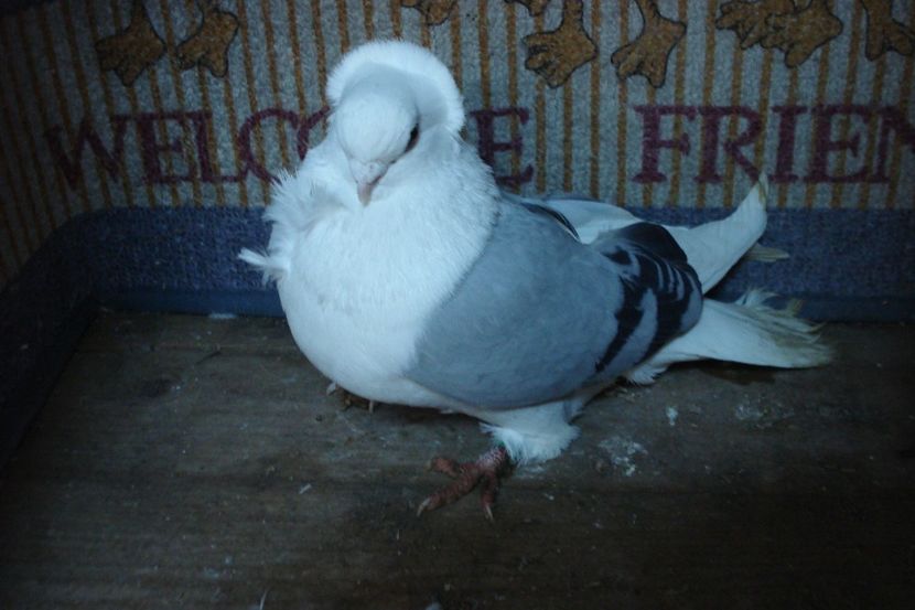 m 191-19 mir tm - toamna 2020-primavara 2021