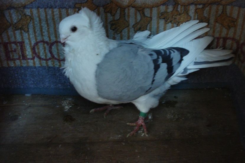 m 193-19  mircea tm - toamna 2020-primavara 2021