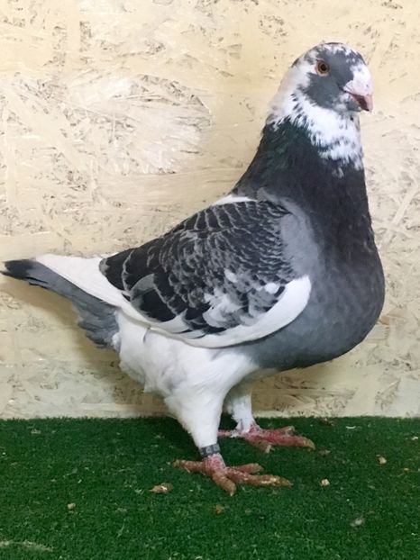 633E4D25-049D-4CE8-9CA3-104E3AFDCB53 - MASCULI AMERICAN GIANT HOMER MATCA 2021