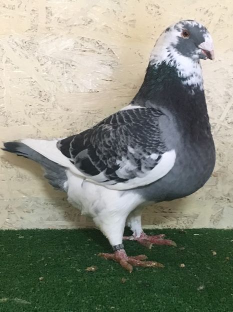 EC71713F-ADA4-4763-A817-E2E66501B07E - MASCULI AMERICAN GIANT HOMER MATCA 2021