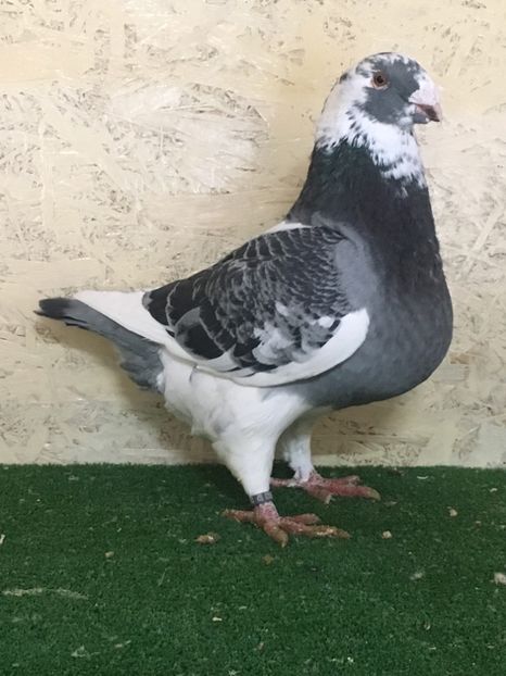 1F05FAF2-5772-4776-9410-23F6409E6640 - MASCULI AMERICAN GIANT HOMER MATCA 2021