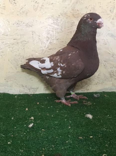 9953B734-F32C-4572-A809-A954E3E99348 - MASCULI AMERICAN GIANT HOMER MATCA 2021