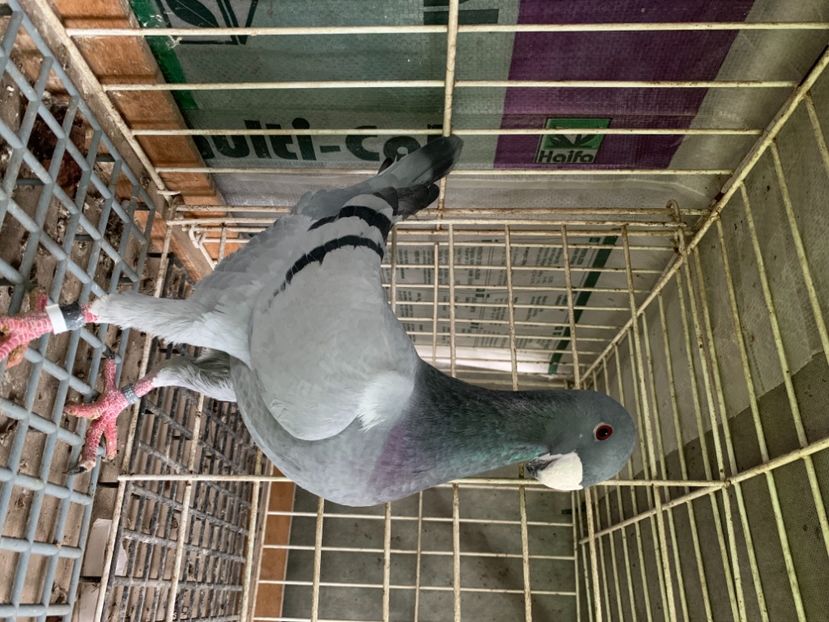 2020 - Germani masculi 2021