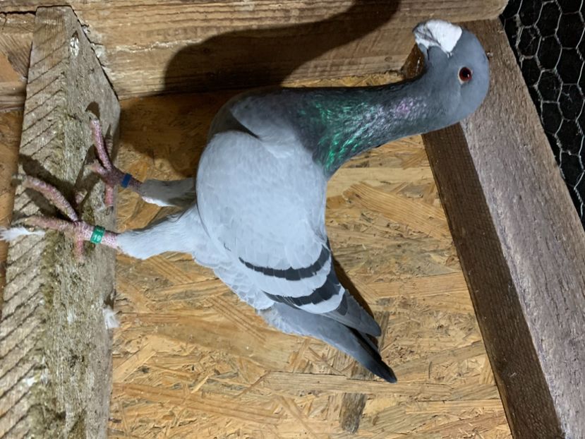 2019 - Germani masculi 2021