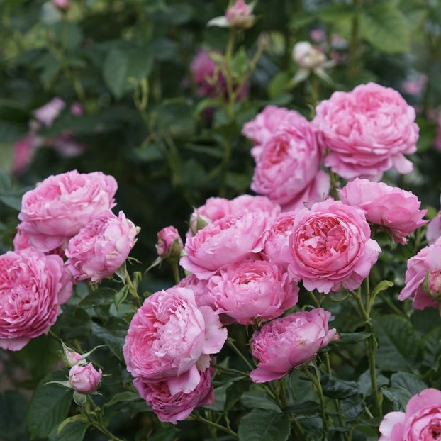  - Chantal merieux floribunda Guillot 2018-2020