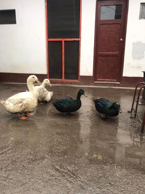  - Rațe Cayuga - Aylesbury