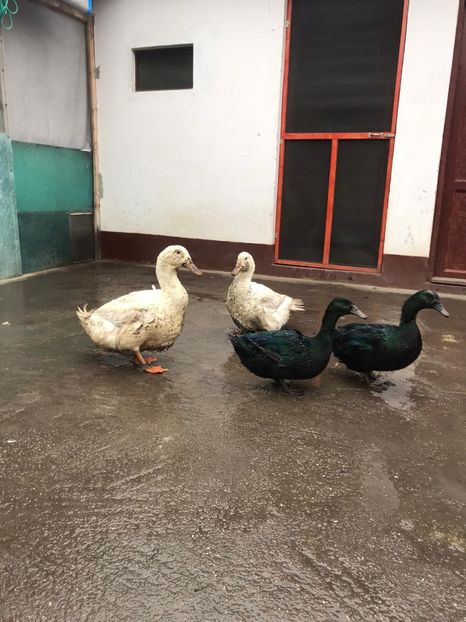  - Rațe Cayuga - Aylesbury