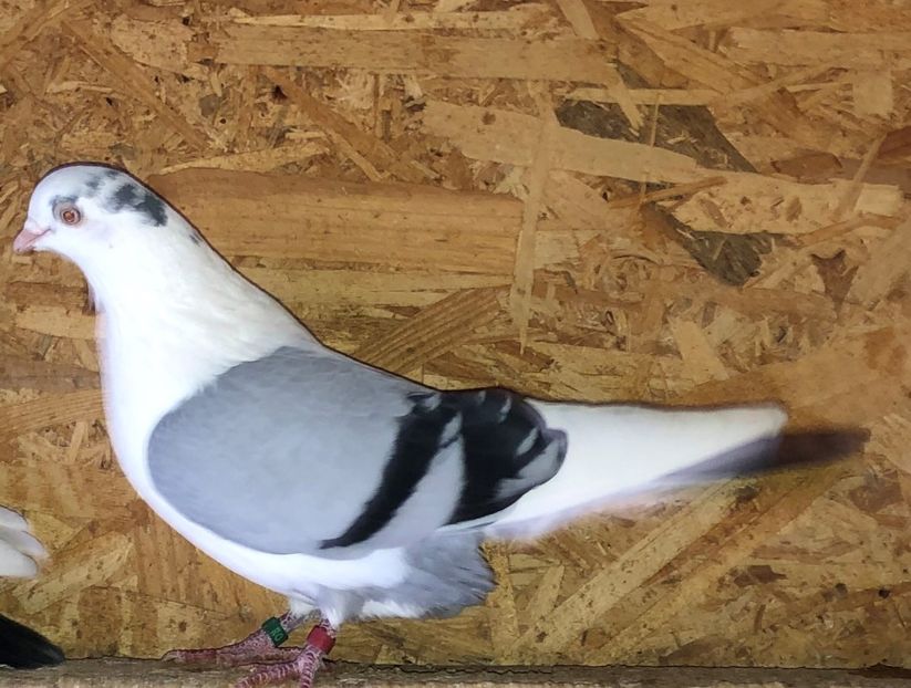 mascul  2018 - 00001 porumbei dragi mie arhivă