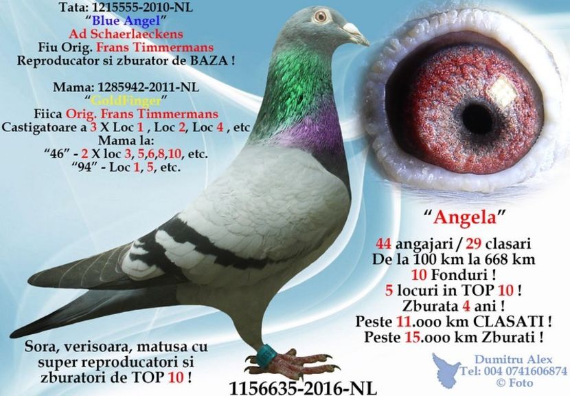  - Porumbei super top 2020 achizitii