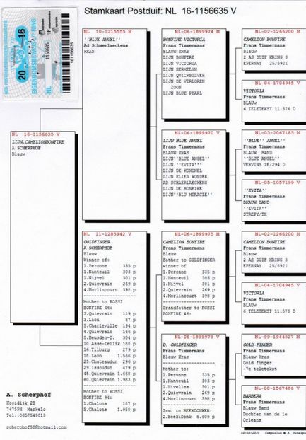 35ped - Porumbei super top 2020 achizitii