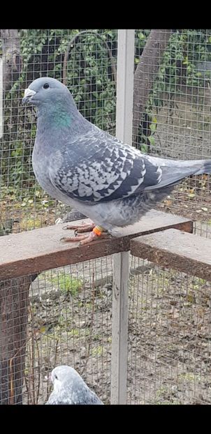 Albina 2020 - Pui 2020