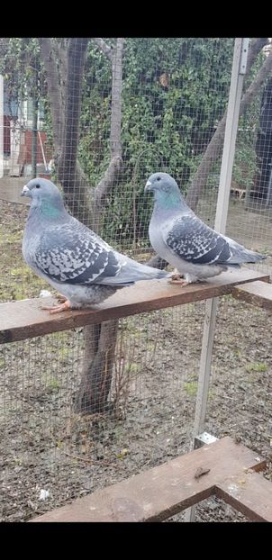 Albina si Diva - Pui 2020