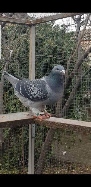 Petra 2020 - Pui 2020