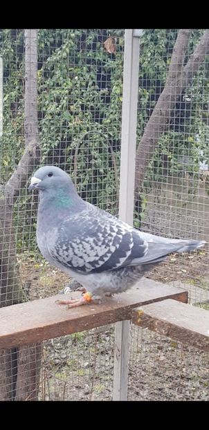 Albina 2020 - Pui 2020