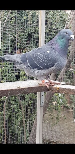 Junele 2020 - Pui 2020