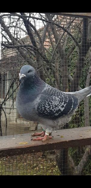 Petra 2020 - Pui 2020