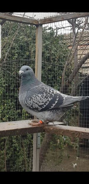 Albina 2020 - Pui 2020