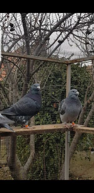 Imaculat si Albina, frati - Pui 2020