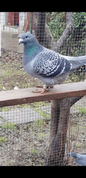 Screenshot_20201226-192231_Video Player - Pui 2020