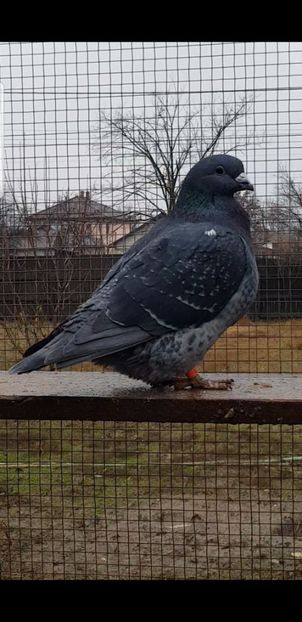 Screenshot_20201226-191810_Video Player - Pui 2020