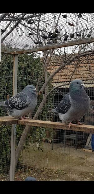 Fete 2020 - Pui 2020