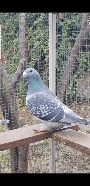 Screenshot_20201226-192552_Video Player - Pui 2020